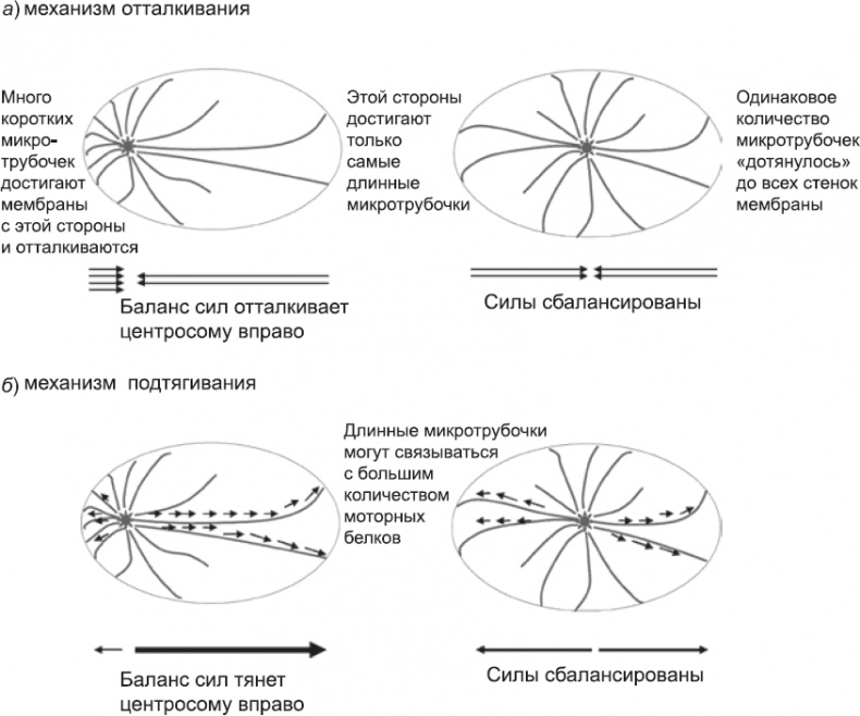 Иллюстрация к книге — Онтогенез. От клетки до человека [_4.jpg]