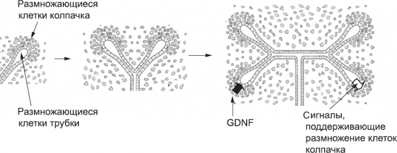 Иллюстрация к книге — Онтогенез. От клетки до человека [_49.jpg]