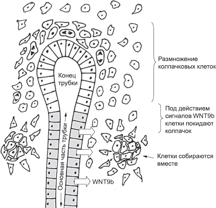 Иллюстрация к книге — Онтогенез. От клетки до человека [_50.jpg]