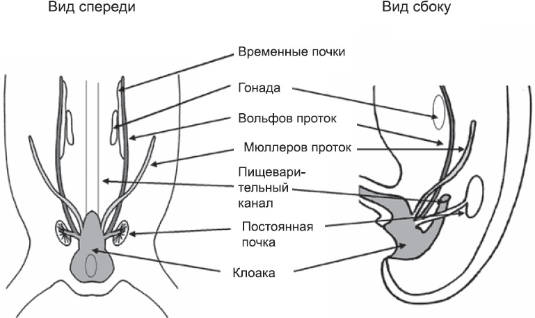 Иллюстрация к книге — Онтогенез. От клетки до человека [_61.jpg]