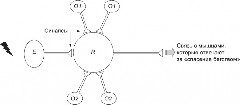 Иллюстрация к книге — Онтогенез. От клетки до человека [_72.jpg]