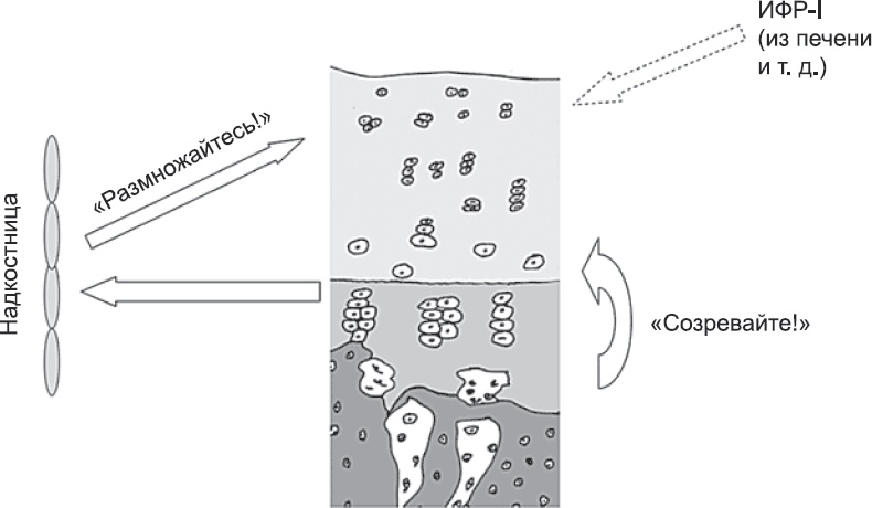 Иллюстрация к книге — Онтогенез. От клетки до человека [_76.jpg]