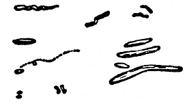 Иллюстрация к книге — Охотники за микробами [i_001.jpg]