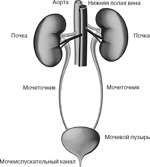 Иллюстрация к книге — Анатомия на пальцах [_104.jpg]