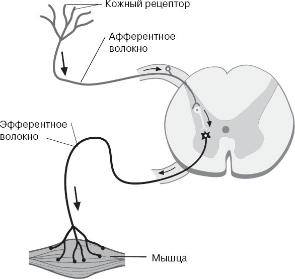 Иллюстрация к книге — Анатомия на пальцах [_109.jpg]