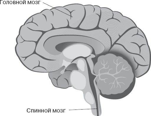 Иллюстрация к книге — Анатомия на пальцах [_114.jpg]