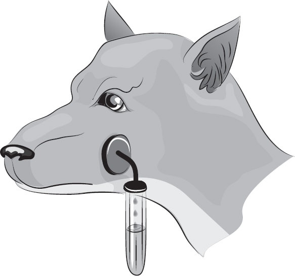 Иллюстрация к книге — Анатомия на пальцах [_118.jpg]