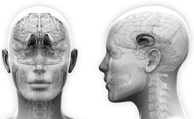 Иллюстрация к книге — Анатомия на пальцах [_125.jpg]