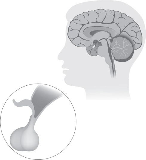 Иллюстрация к книге — Анатомия на пальцах [_126.jpg]