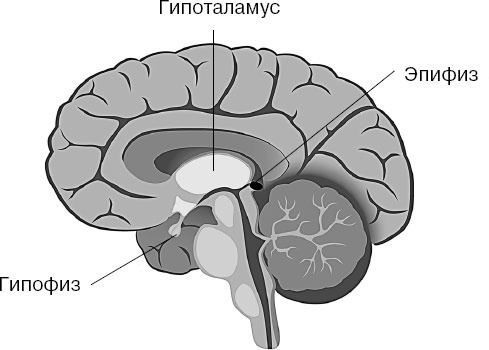 Иллюстрация к книге — Анатомия на пальцах [_127.jpg]