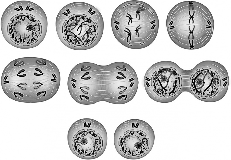 Иллюстрация к книге — Анатомия на пальцах [_13.jpg]