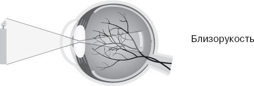 Иллюстрация к книге — Анатомия на пальцах [_137.jpg]