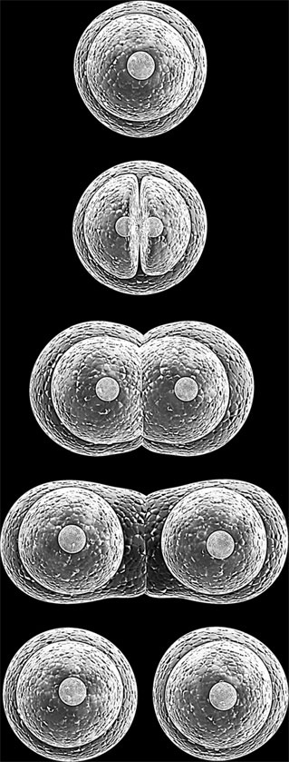 Иллюстрация к книге — Анатомия на пальцах [_14.jpg]