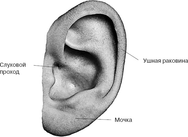 Иллюстрация к книге — Анатомия на пальцах [_140.jpg]