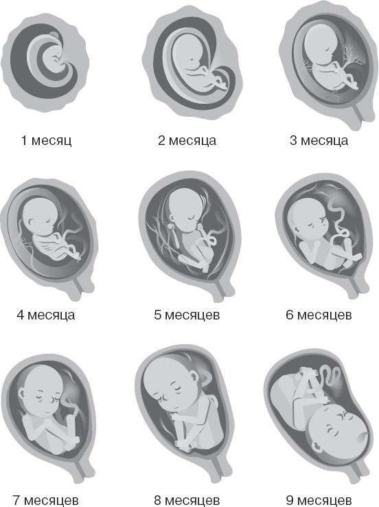 Иллюстрация к книге — Анатомия на пальцах [_151.jpg]