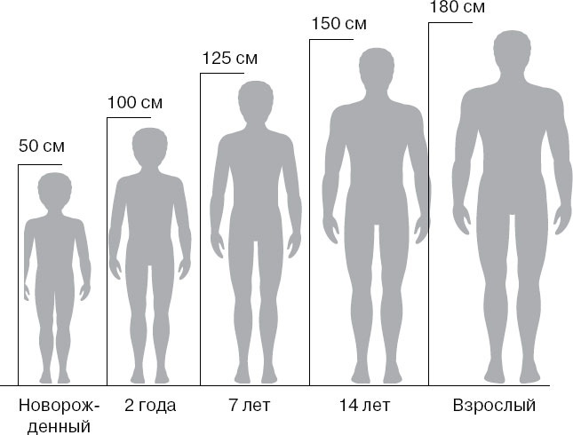 Иллюстрация к книге — Анатомия на пальцах [_152.jpg]