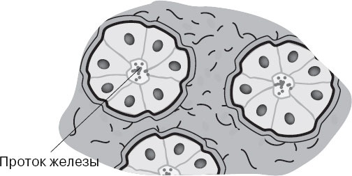 Иллюстрация к книге — Анатомия на пальцах [_19.jpg]