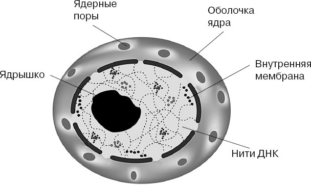 Иллюстрация к книге — Анатомия на пальцах [_2.jpg]