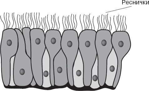 Иллюстрация к книге — Анатомия на пальцах [_20.jpg]