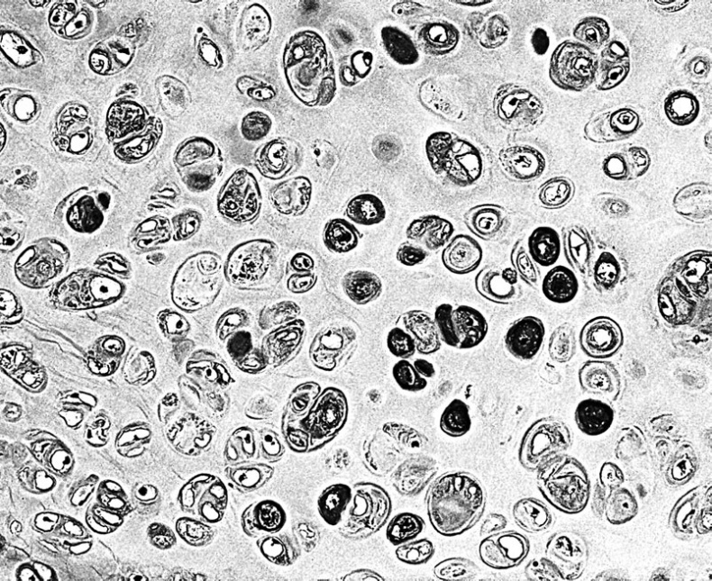 Иллюстрация к книге — Анатомия на пальцах [_24.jpg]