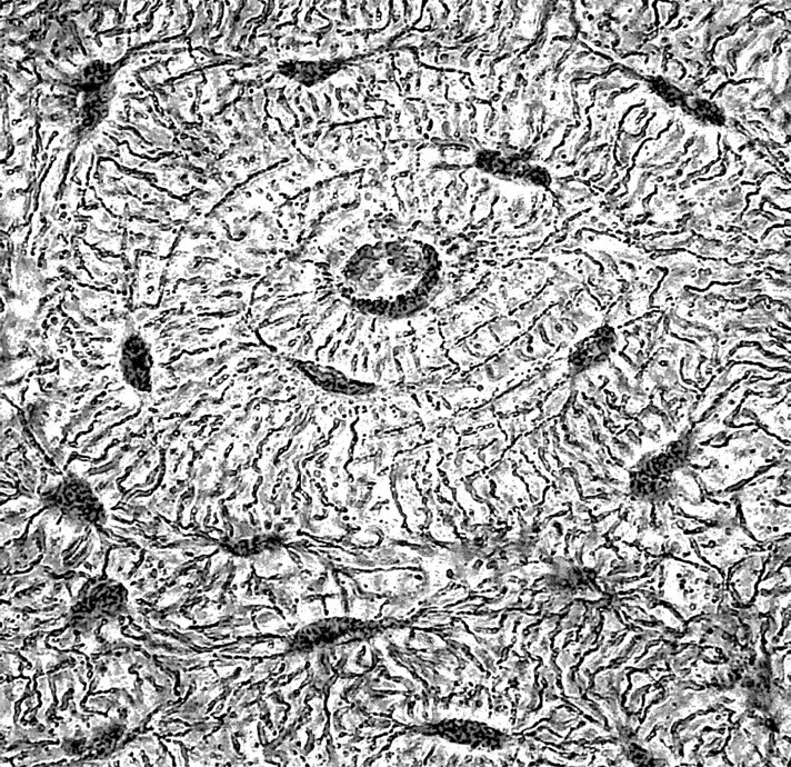 Иллюстрация к книге — Анатомия на пальцах [_25.jpg]