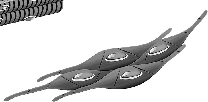 Иллюстрация к книге — Анатомия на пальцах [_26.jpg]