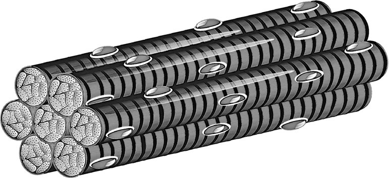 Иллюстрация к книге — Анатомия на пальцах [_27.jpg]