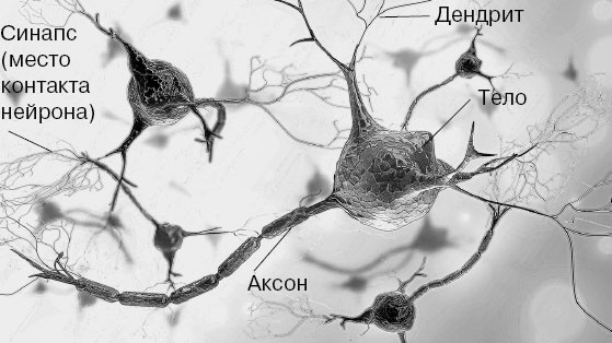 Иллюстрация к книге — Анатомия на пальцах [_29.jpg]