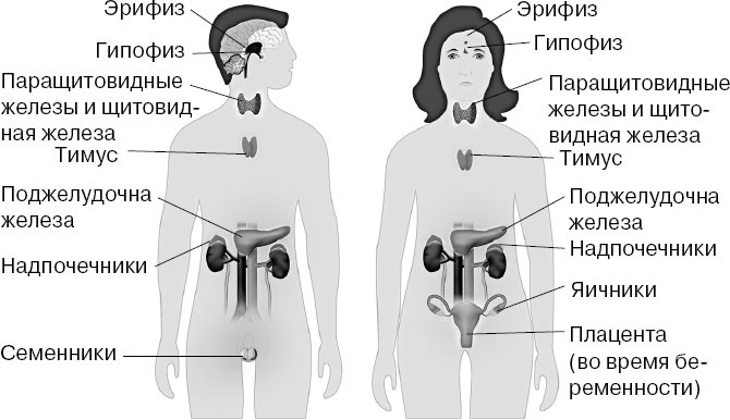 Иллюстрация к книге — Анатомия на пальцах [_32.jpg]