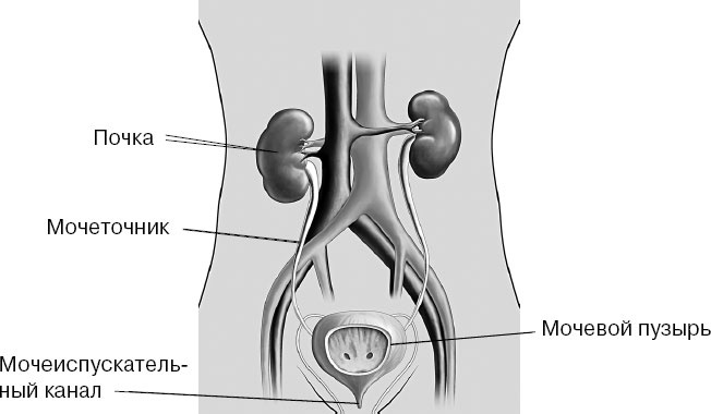 Иллюстрация к книге — Анатомия на пальцах [_36.jpg]