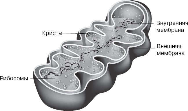 Иллюстрация к книге — Анатомия на пальцах [_4.jpg]