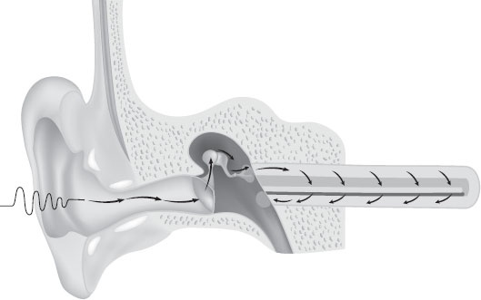 Иллюстрация к книге — Анатомия на пальцах [_41.jpg]