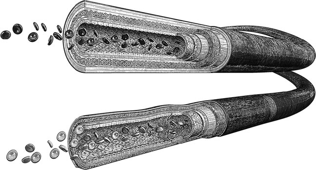 Иллюстрация к книге — Анатомия на пальцах [_46.jpg]