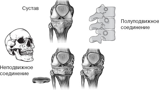 Иллюстрация к книге — Анатомия на пальцах [_48.jpg]