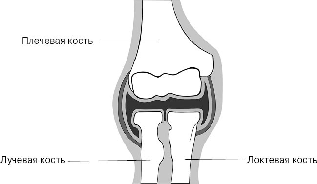 Иллюстрация к книге — Анатомия на пальцах [_50.jpg]