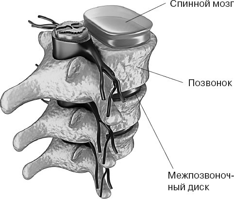 Иллюстрация к книге — Анатомия на пальцах [_53.jpg]