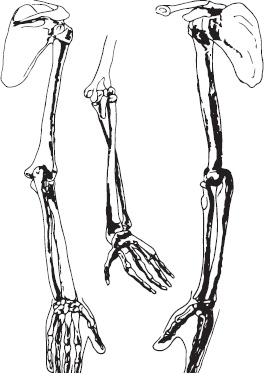 Иллюстрация к книге — Анатомия на пальцах [_58.jpg]