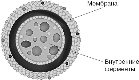 Иллюстрация к книге — Анатомия на пальцах [_6.jpg]