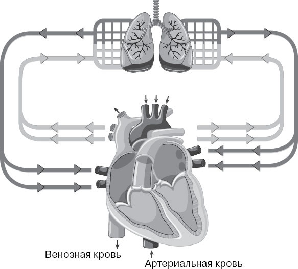 Иллюстрация к книге — Анатомия на пальцах [_69.jpg]