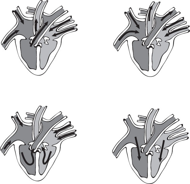 Иллюстрация к книге — Анатомия на пальцах [_75.jpg]