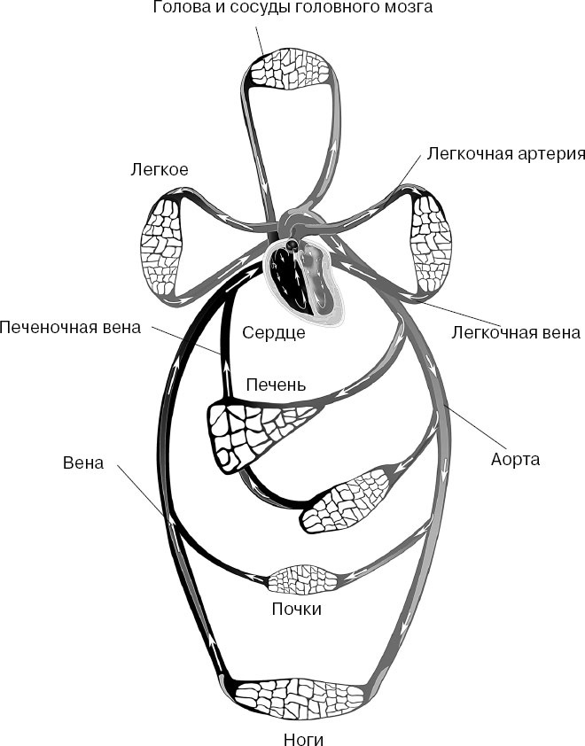 Иллюстрация к книге — Анатомия на пальцах [_76.jpg]