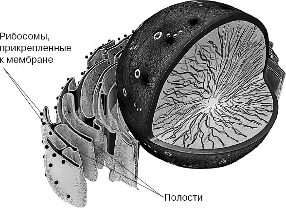 Иллюстрация к книге — Анатомия на пальцах [_8.jpg]