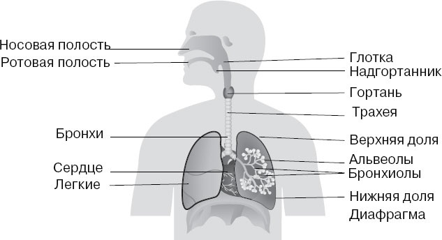 Иллюстрация к книге — Анатомия на пальцах [_81.jpg]