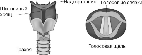 Иллюстрация к книге — Анатомия на пальцах [_82.jpg]