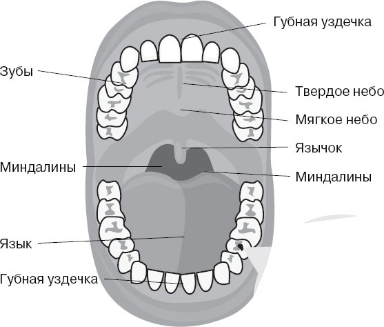 Иллюстрация к книге — Анатомия на пальцах [_96.jpg]
