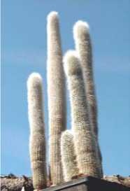 Иллюстрация к книге — Управление Вселенной. Женщина и Вселенная [image25.jpg]