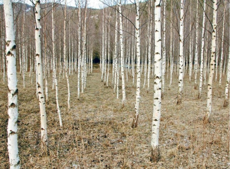 Иллюстрация к книге — Норвежский лес: скандинавский путь к силе и свободе [_053_54_.jpg]