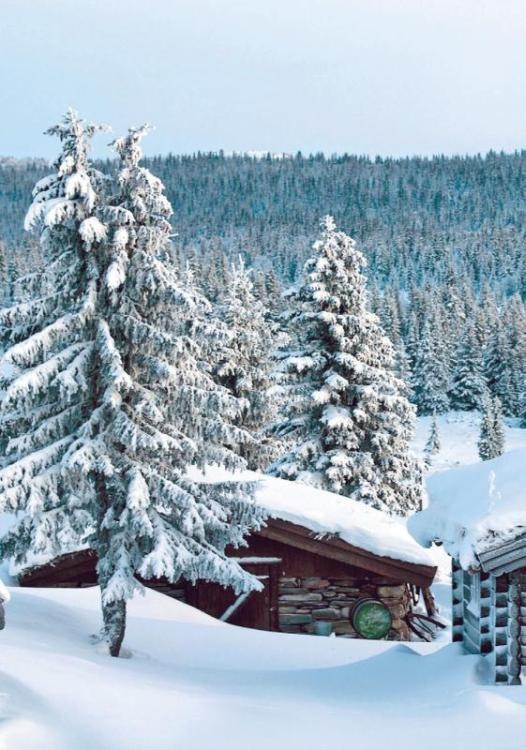 Иллюстрация к книге — Норвежский лес: скандинавский путь к силе и свободе [_278_.jpg]