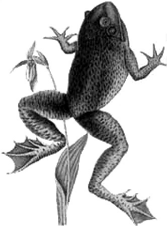 Иллюстрация к книге — Энциклопедия символов, знаков, эмблем [i_163.jpg]