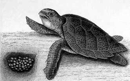 Иллюстрация к книге — Энциклопедия символов, знаков, эмблем [i_171.jpg]